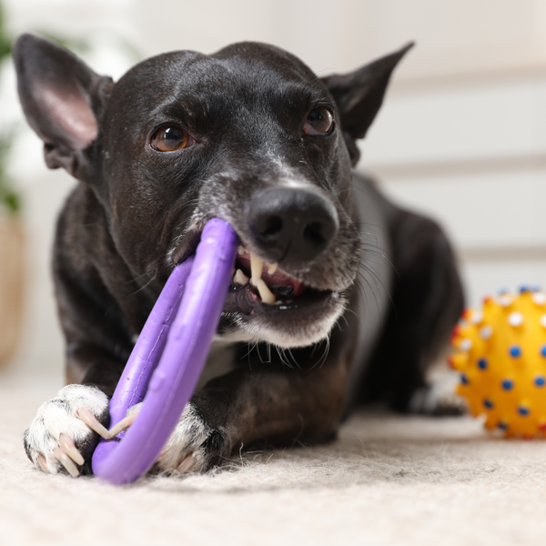 Toys & Chews