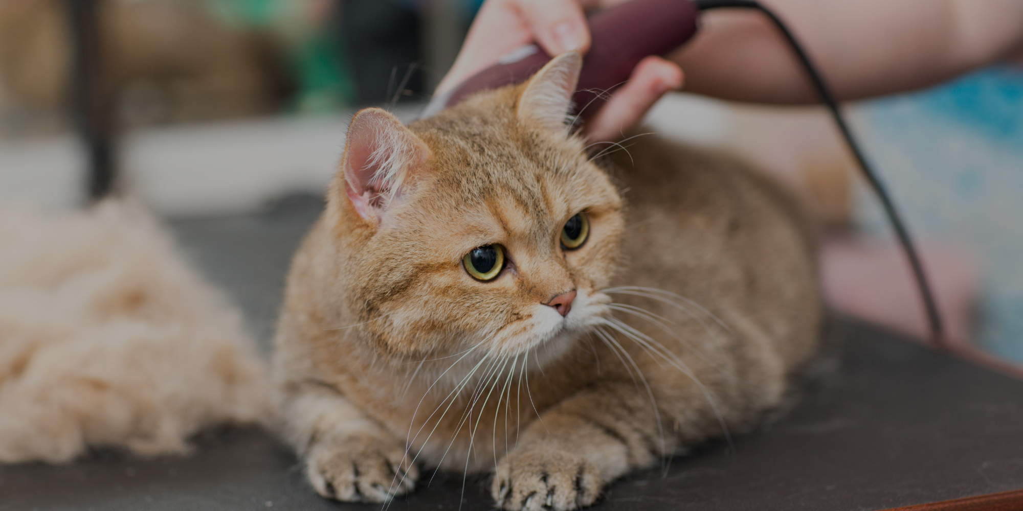 Cat being groomed with a hair dryer on a blurred background

