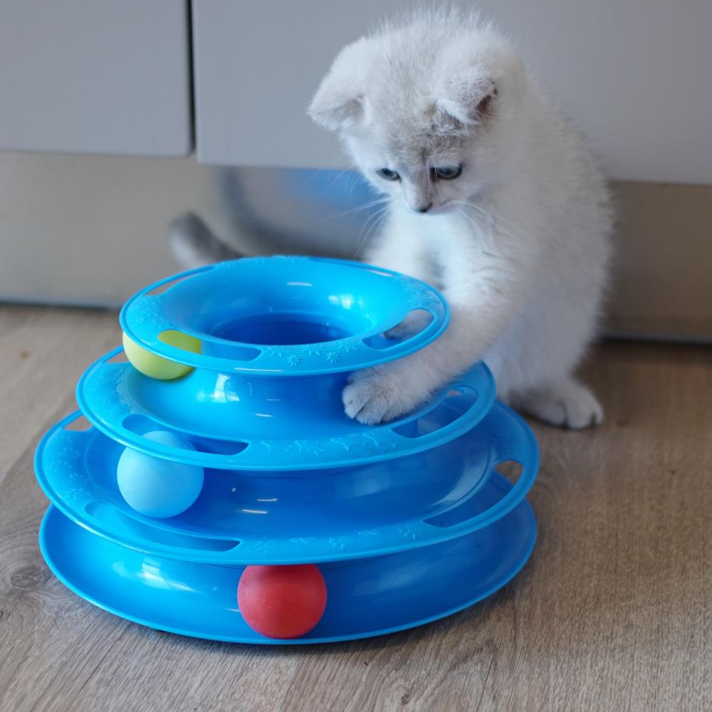 <h1><b>Playful Fun for Curious Cats</b></h1>