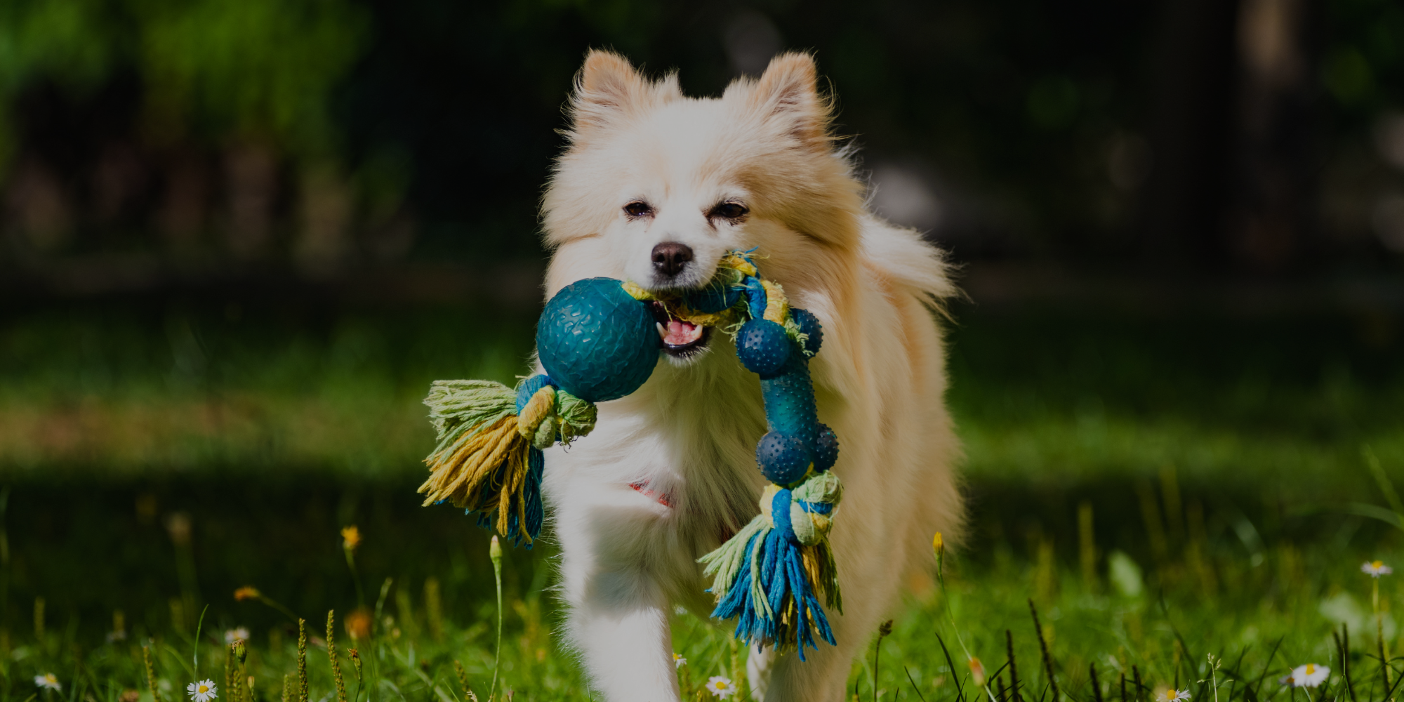 White dog running with a blue toy in a grassy field

