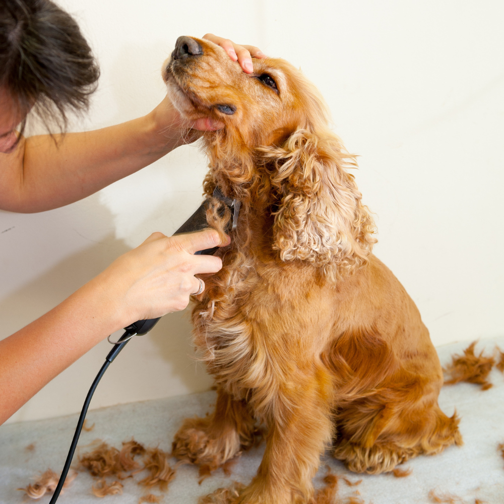 <h1><b>Professional Grooming Essentials for Pets</b></h1>