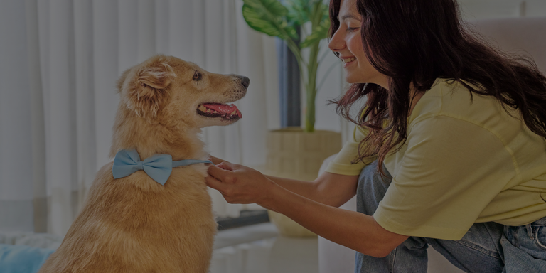 Woman petting a dog wearing a blue bow tie indoors.

